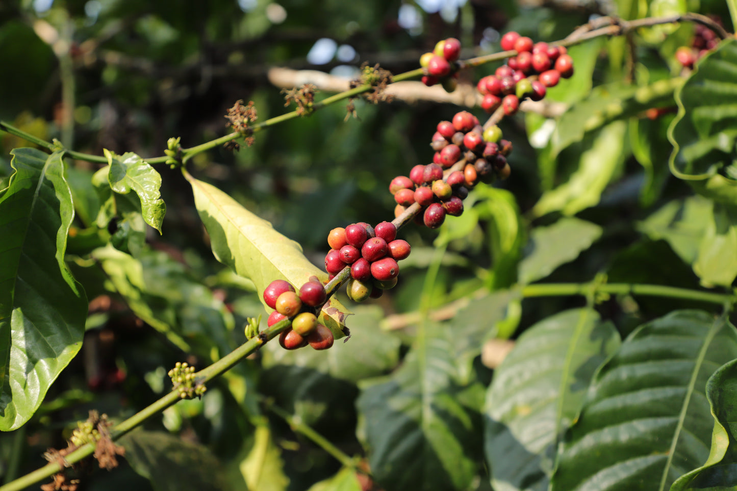 Kaveri Blend