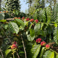 100% Speciality Robusta