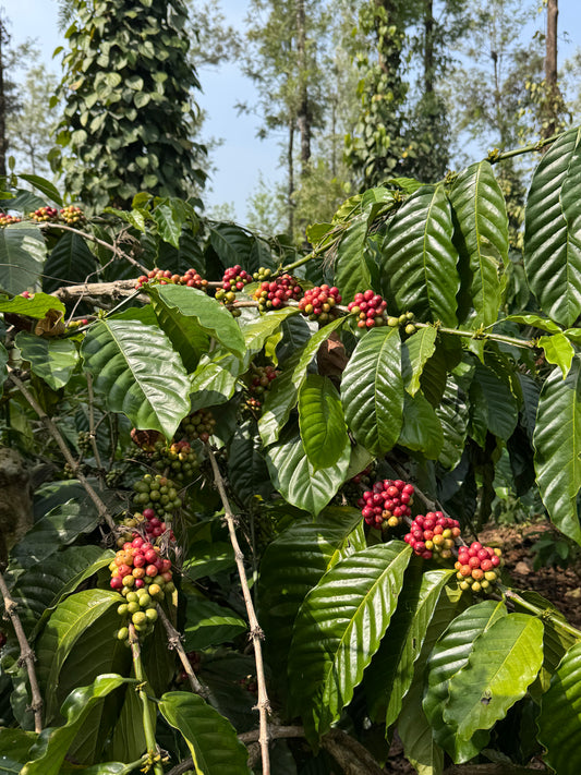 100% Speciality Robusta