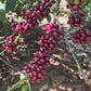 100% Speciality Arabica