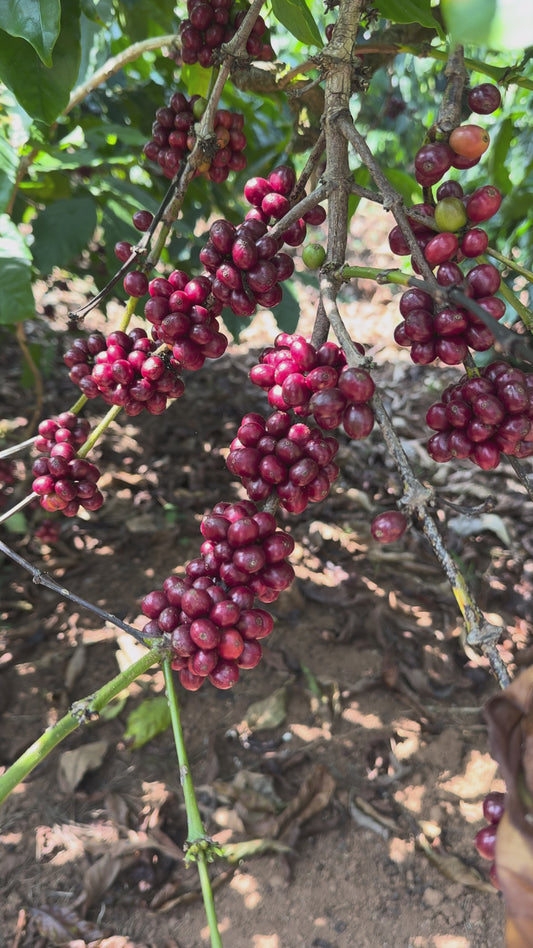 100% Speciality Arabica